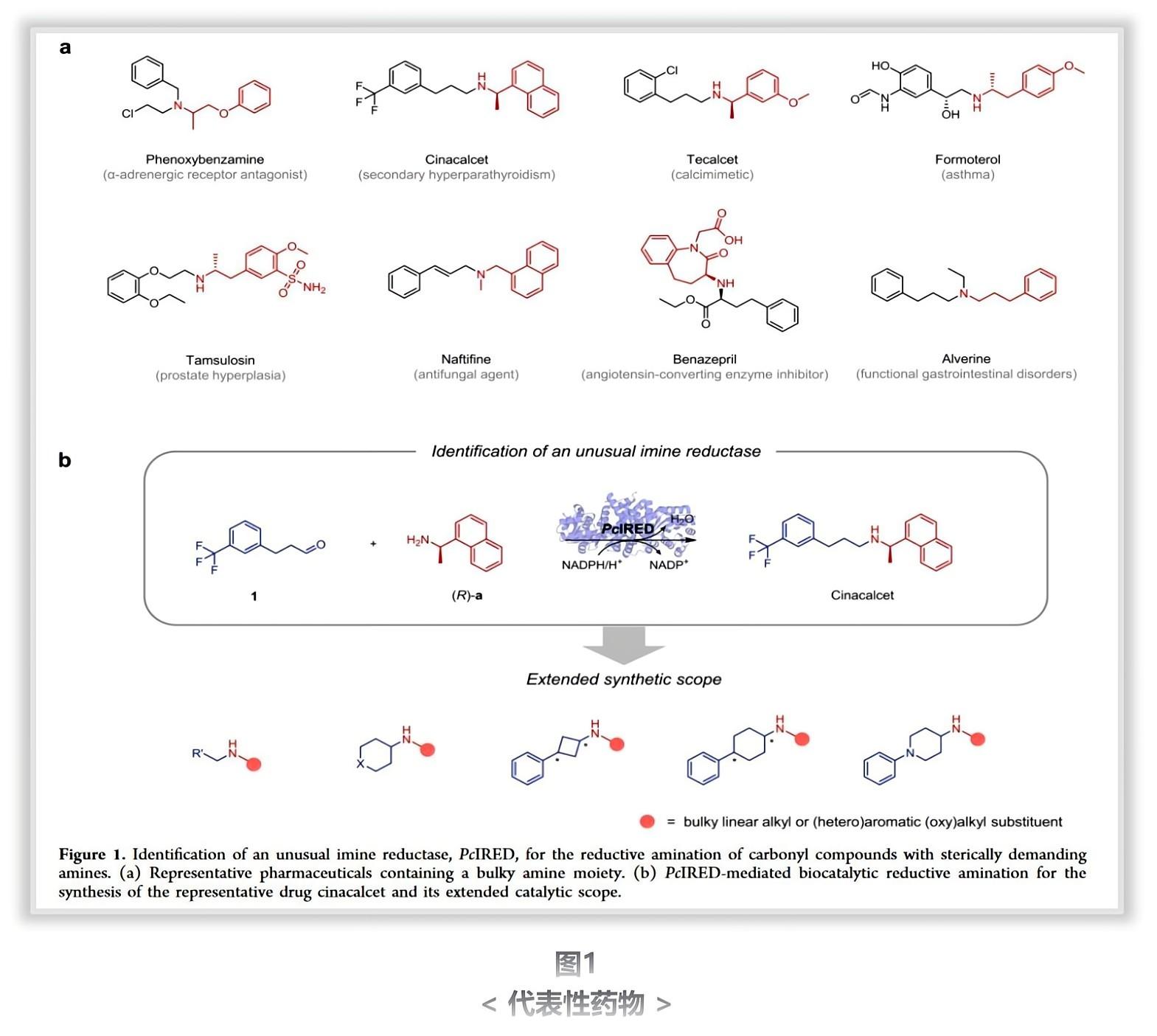 锐谈 | J. Am. Chem. Soc：亚胺还原酶催化大位阻胺和羰基化合物的还原胺化